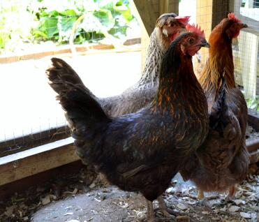 3 Chickens in their run