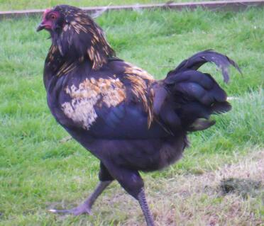 An araucana chicken about 15 weeks old.