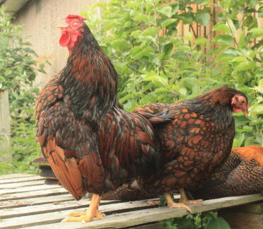 Wyandotte Chickens in garden
