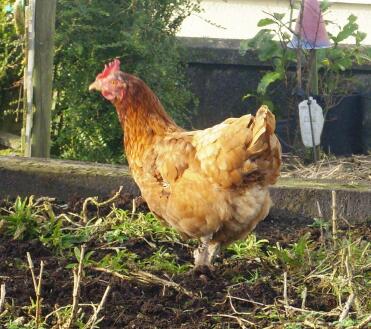 An exbattery hen loving the freedom and being out.