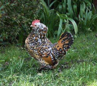 Mille Fleur Belgian Duccle in garden