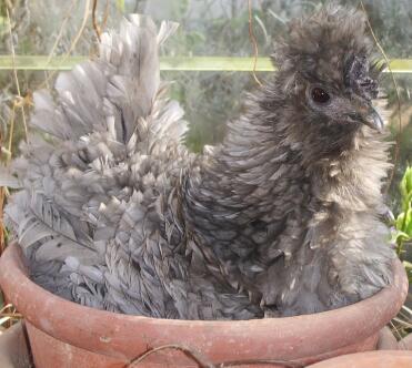 A frizzel chicken laying an egg in a plant pot.