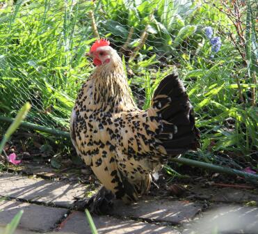 Lemon Mille Fleur Booted Bantam in run