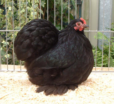 Chicken Sat Down