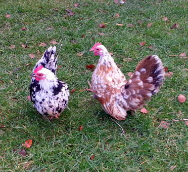 A pair of serama chickens.