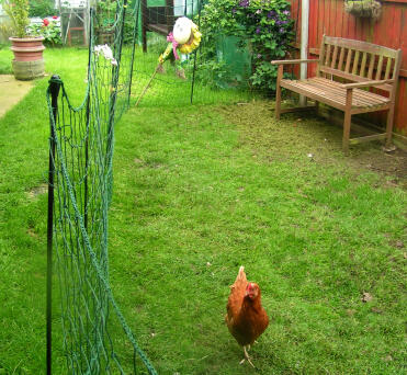 Omlet chicken fencing in garden with chicken