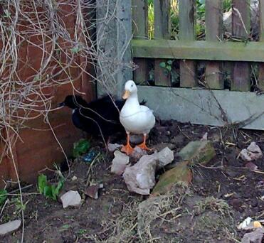Ducks in corner of garden