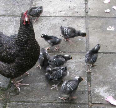 Maran Chicken with its chicks