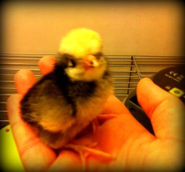 A white crested poland chicken just hatched.