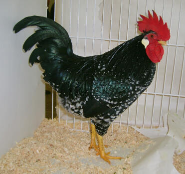 Anconam Chicken