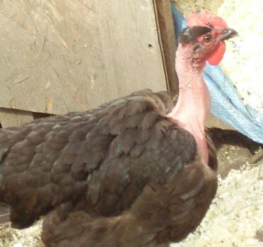 Naked Neck Chicken