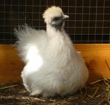A silkie chicken sitting on her nest