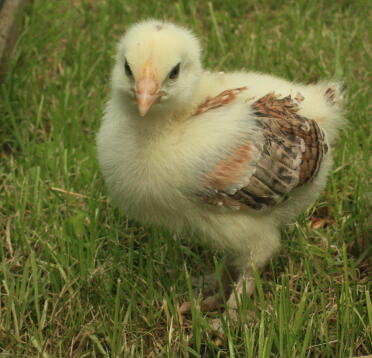 2 Week Old Wheaton Maran Chick