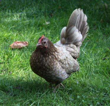 Booted Bantam Chicken in garden