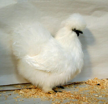 Chicken Posing