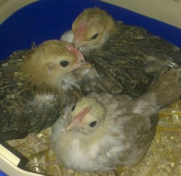 4 weeks old serama chicks.