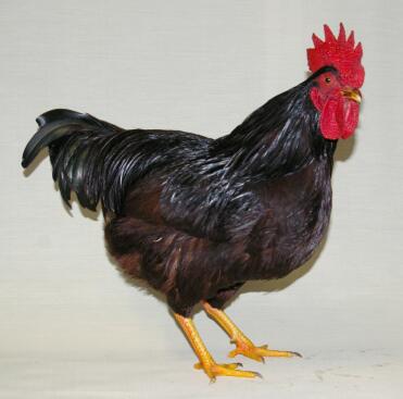 Chicken Posing