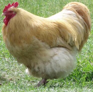 Orpington Hen keeping in the garden