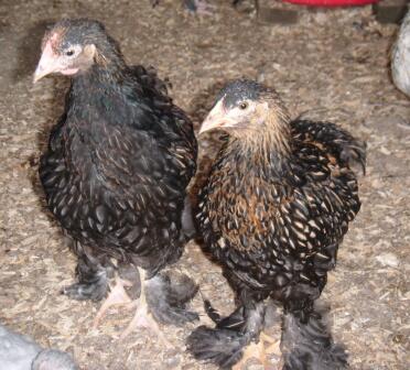 Cochin Chicken