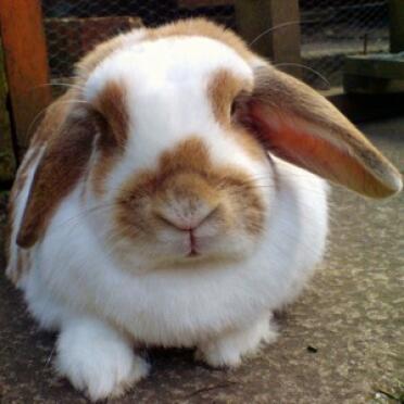 White and brown rabbit