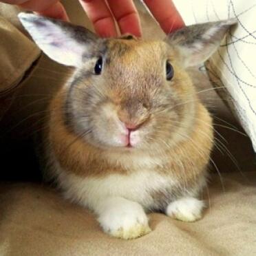 Cute Rabbit Looking into camera