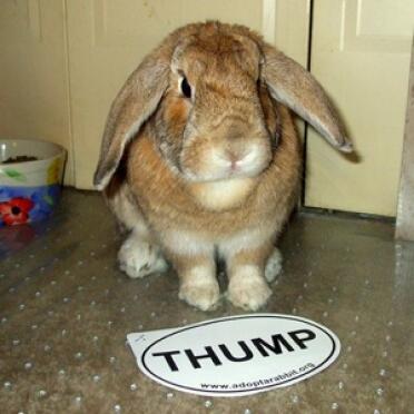 Rabbit posing for camera