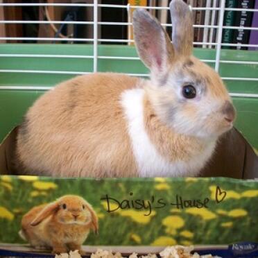 Daisy the rabbit in its house