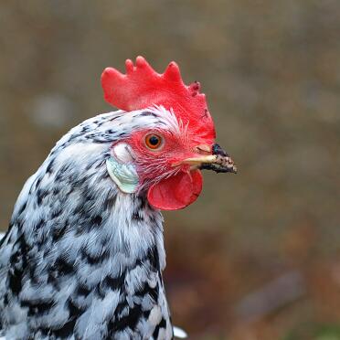 An exchequer leghorn chicken.