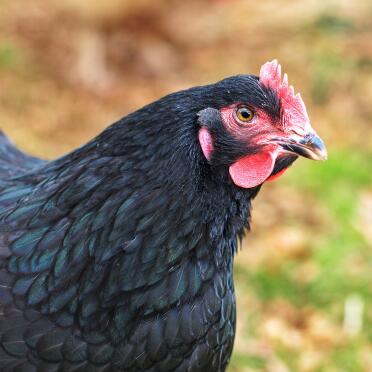 A black maran chicken.