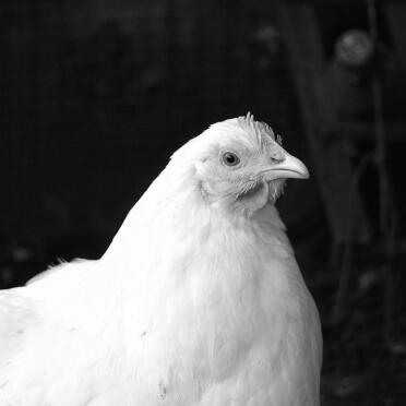 A black and white photo of an orpington chicken.