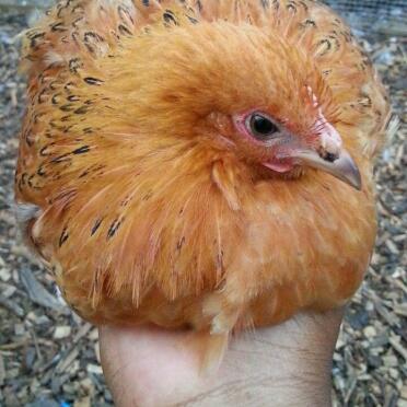 Chickens are great pets