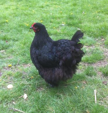 A black jersey giant chicken.