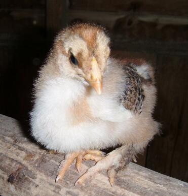 Buff Colombian Brahma Chick roosting