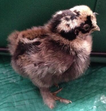 Chocolate / Gold silkie chick