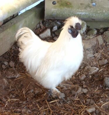 A lovely looking white silkie cockerel.