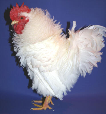 Frizzle Chicken