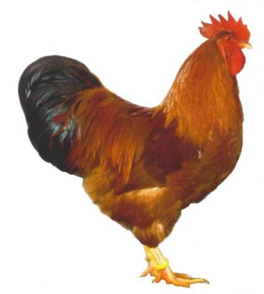 New Hampshire Red Chicken