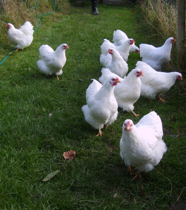 Ten White Wyandotte Pullets