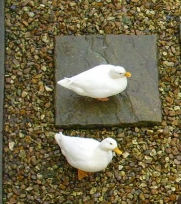 A pair of white call ducks.