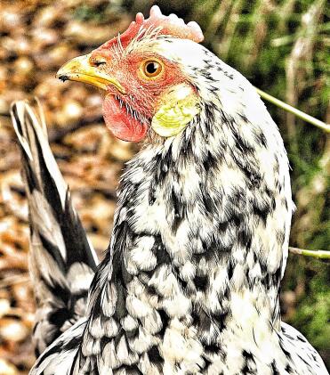 An exchequer chicken looking around.