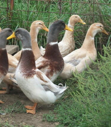 A flock of saxony ducks