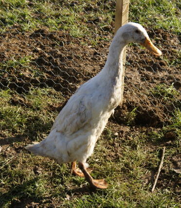 What a muddy duck!