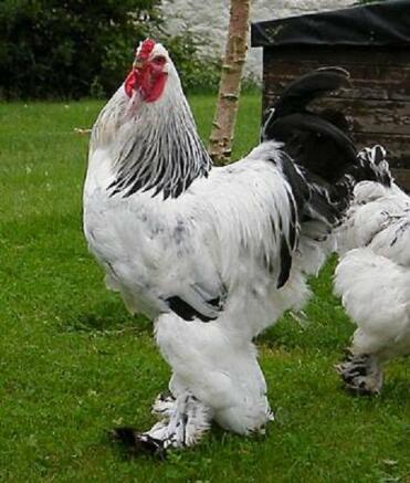 Brahma Chickens in garden out of their coop