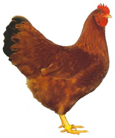 New Hampshire Red Chicken