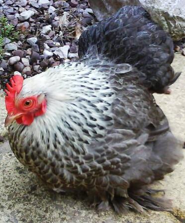 Pekin Bantam Chicken sitting down