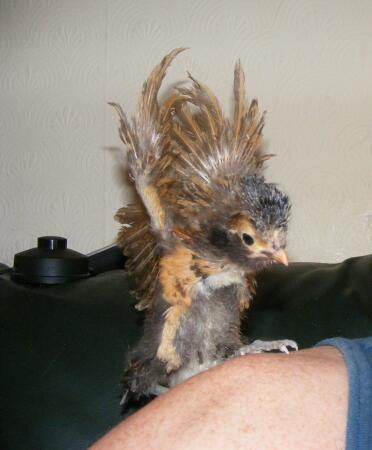 Poland chick sitting on person