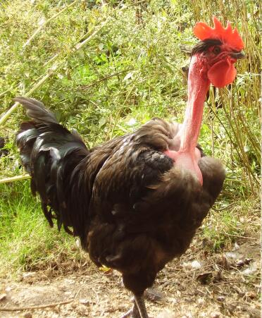 Naked Neck Chicken exploring the weeds