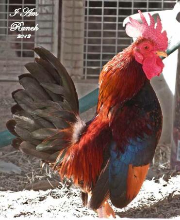 Serama Chicken in run
