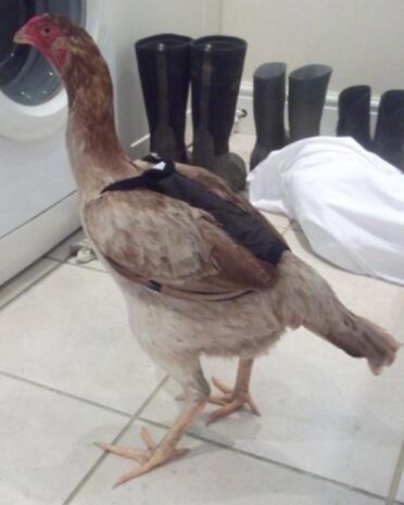 Chicken Saddle Medium Malay Hen