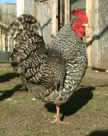 Marans Cockerel outside its coop